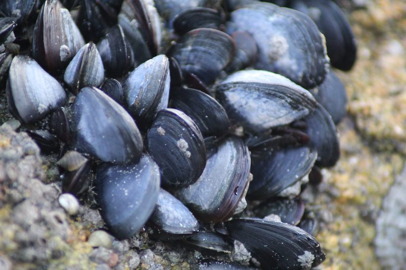 Moules