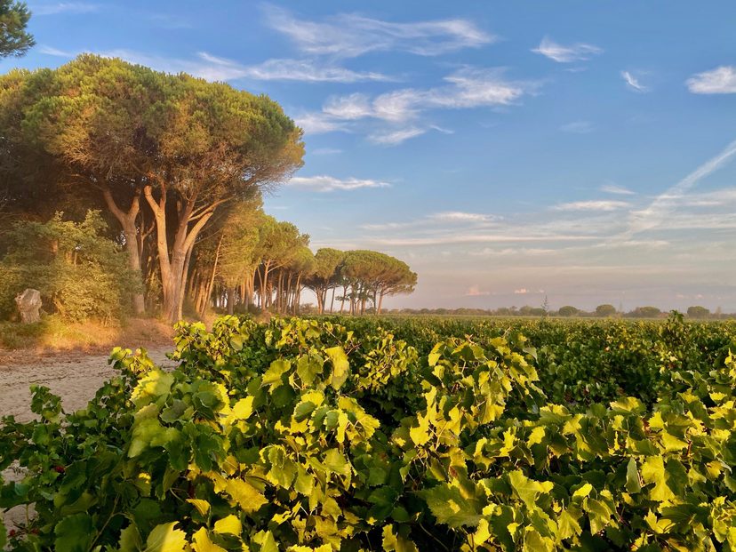 Le Domaine Terres de Sable