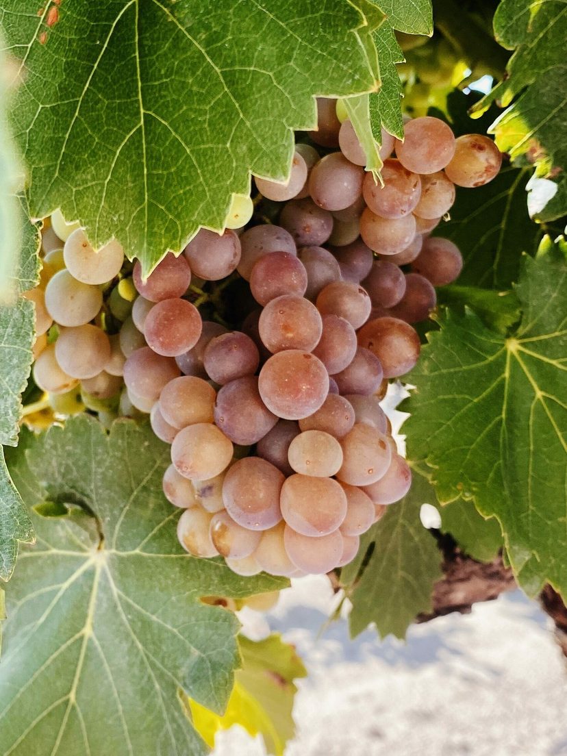 Les vignes de sable