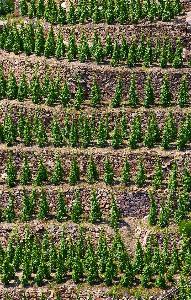 Le travail de la vigne