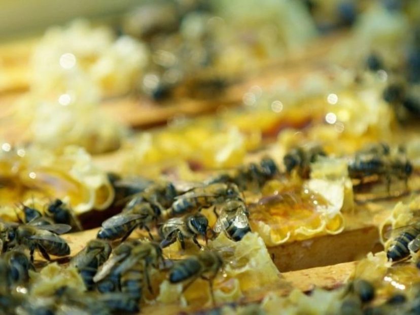 Abeilles au travail sur un rayon de miel