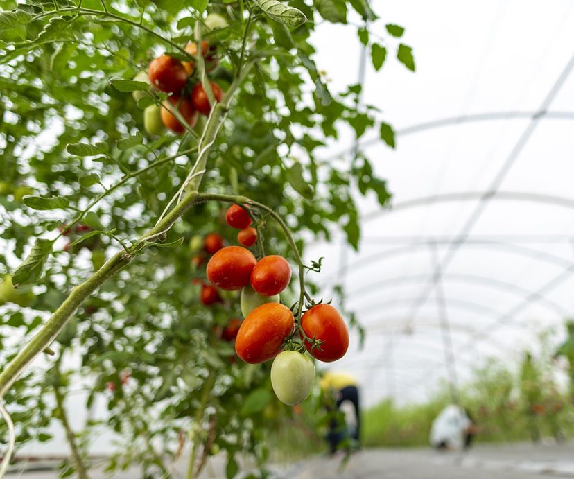Tomates sous la serre