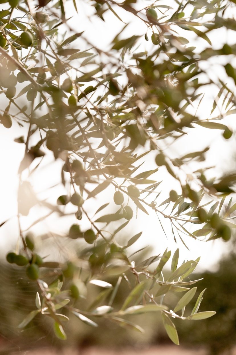 Olives vertes sur la branche