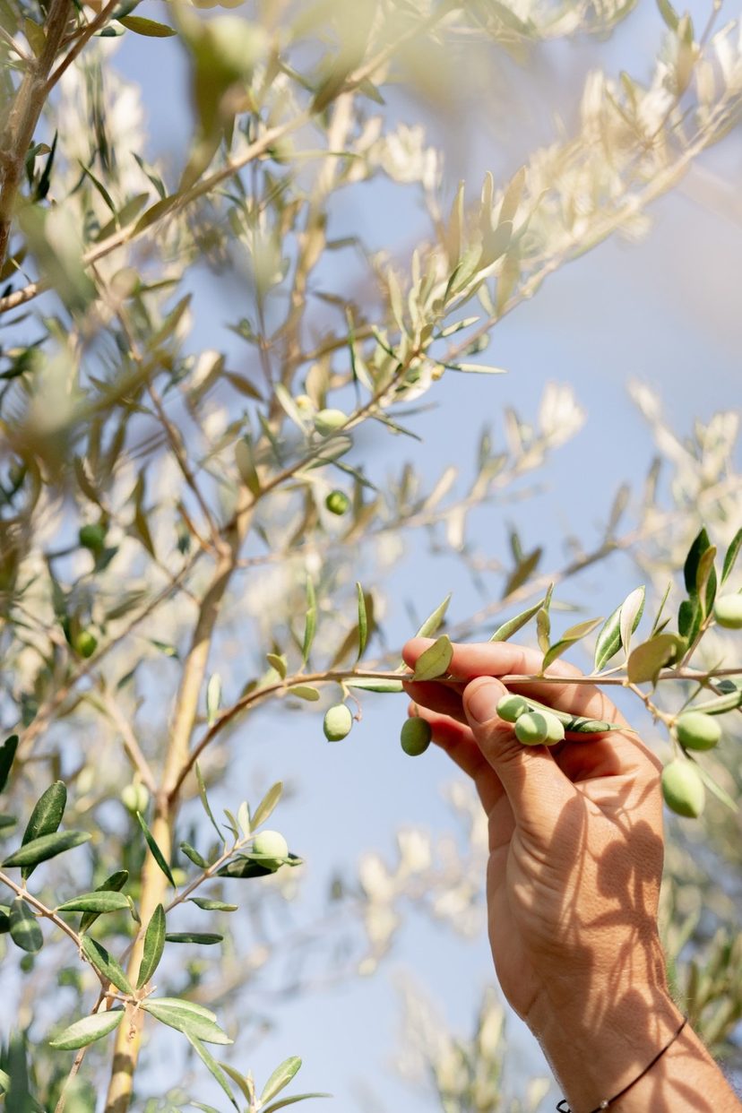 Cueillette des olives à la main