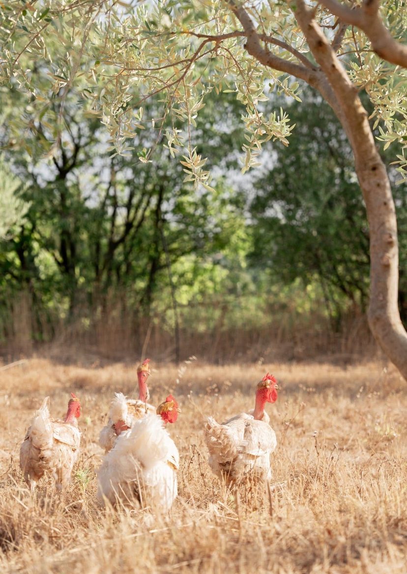 Les poules en liberté sous les oliviers