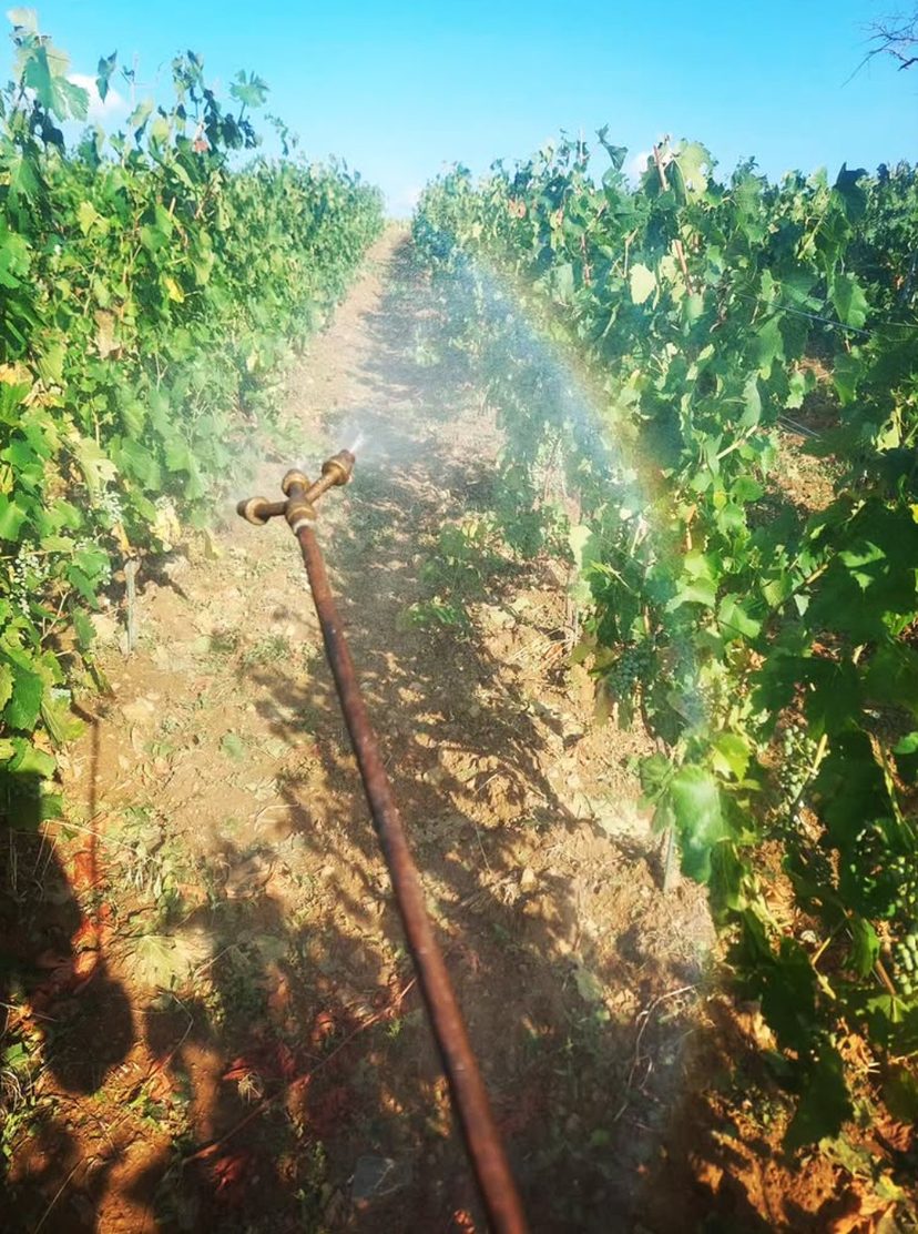 Préparation 500p en biodynamie