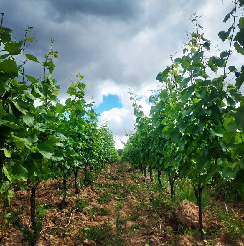 Les jeunes gamay du domaine