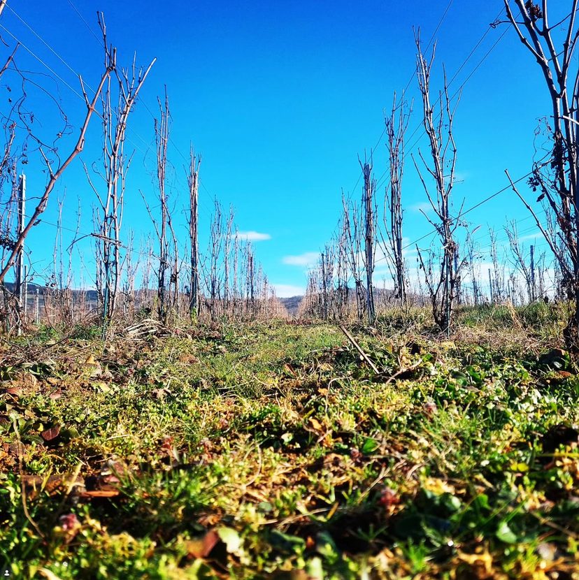 Vigne en repos hivernal avec un tapis de végétation spontanée