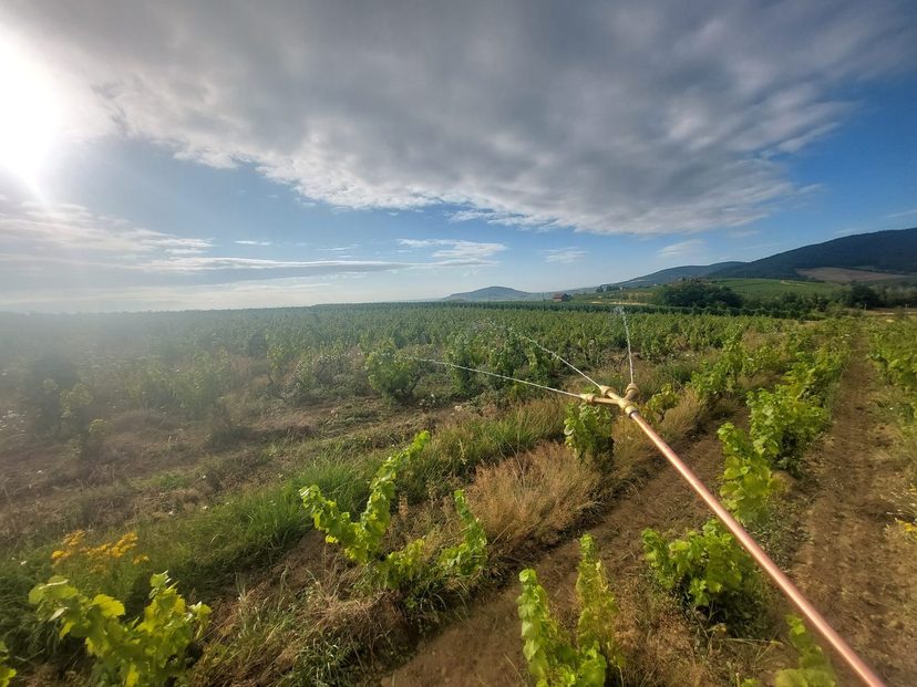 Les Vignes en M