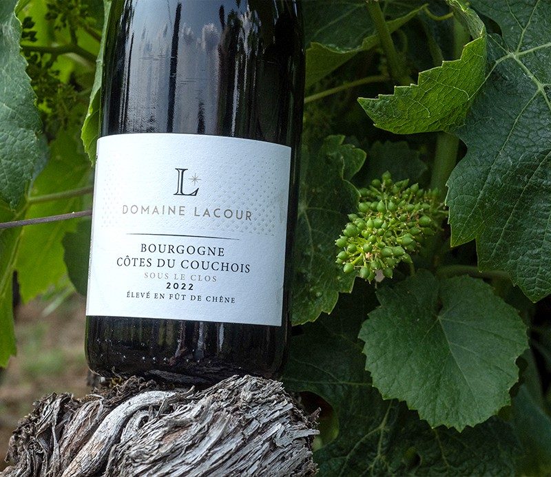 Une bouteille de Côtes du Couchois « Sous le Clos » 2022 au milieu des vignes