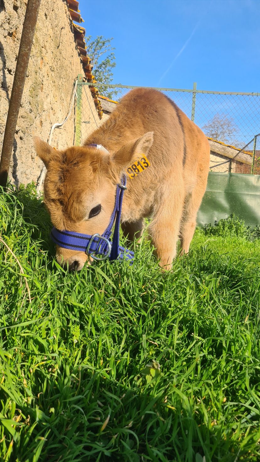 Un veau Aubrac au licol dans l'herbe