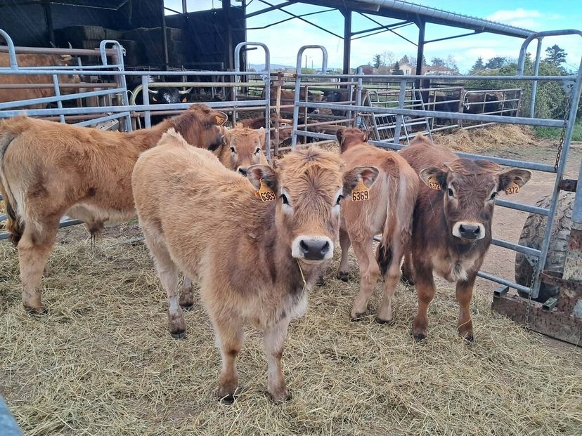 Jeunes Aubrac dans la stabulation