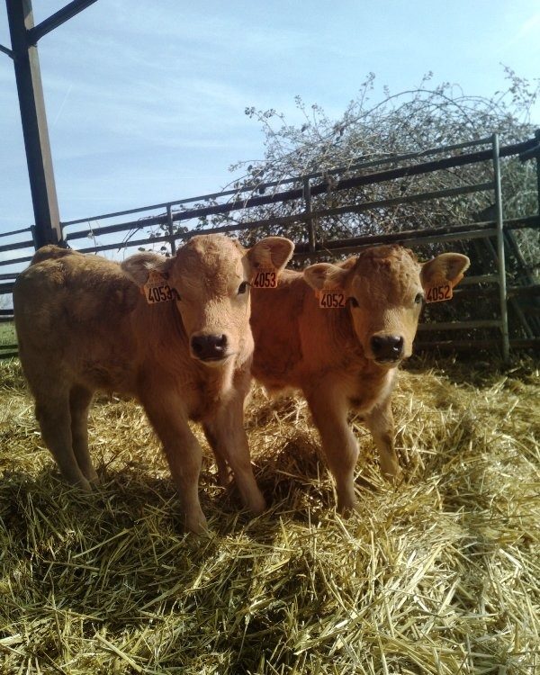 Deux veaux Aubrac sur la paille