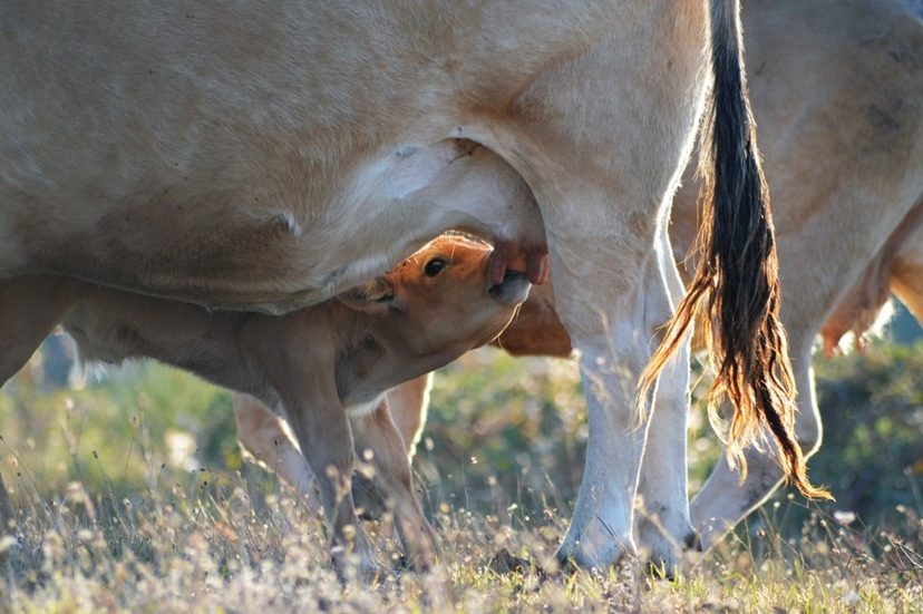 Un veau à la tétée sous sa mère