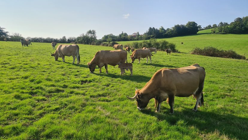 Steaks hachés surgelés Aubrac — sachet de 8 (environ 1 kg)