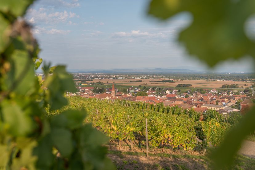 Le terroir de Wettolsheim