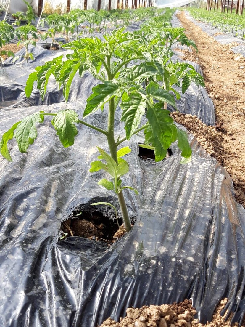La serre non chauffée où poussent les légumes