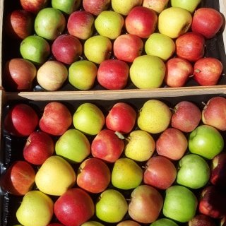 Récolte de pommes du verger