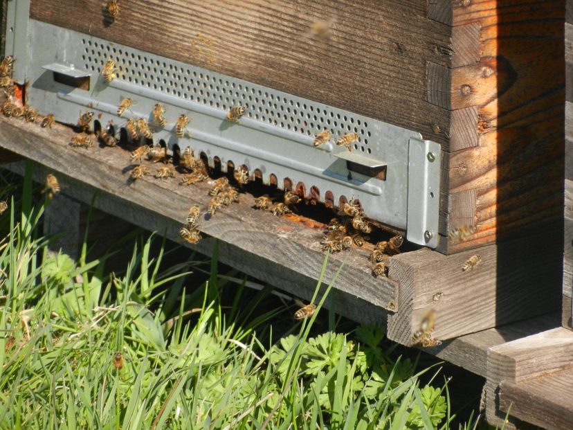 Ruches installées au verger