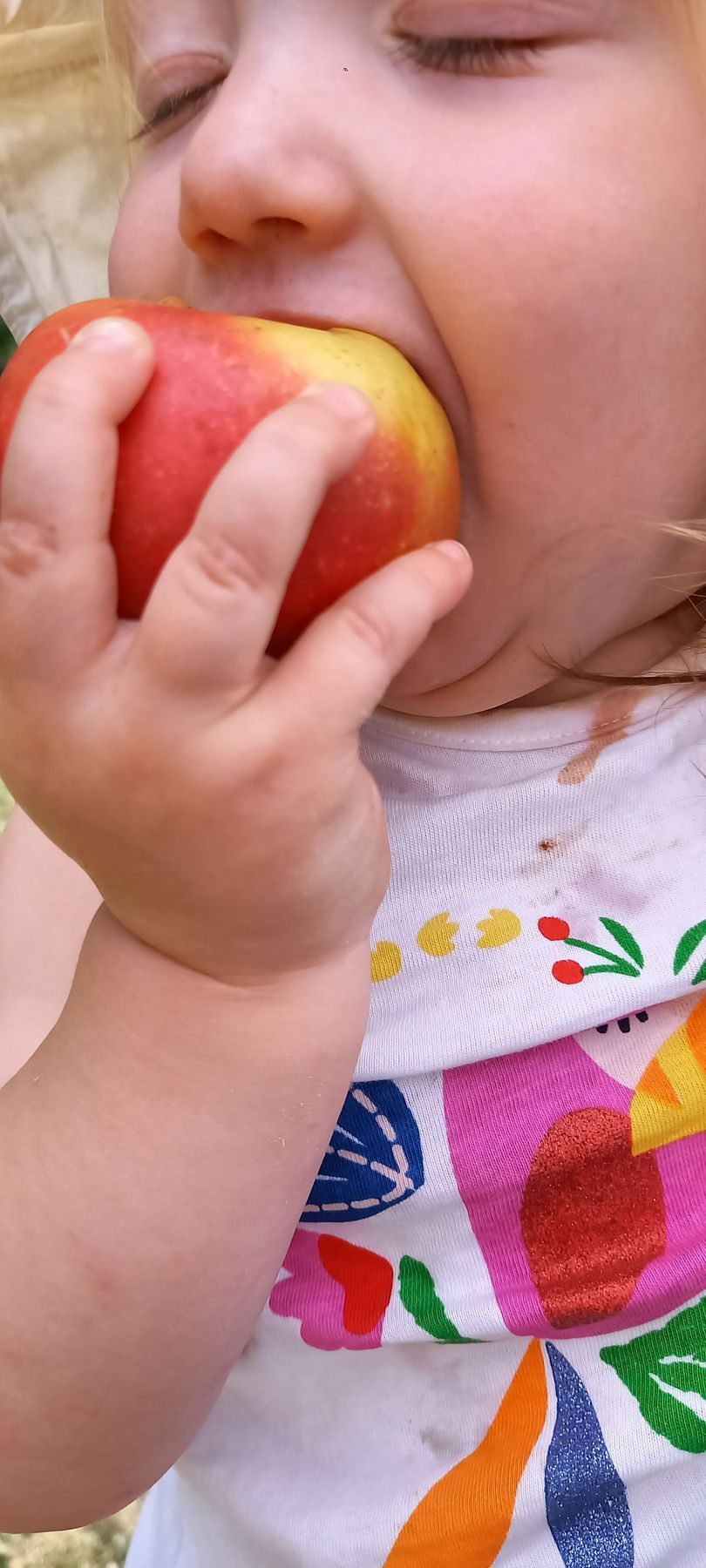Cueillette de pommes au verger