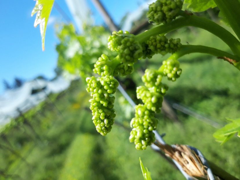 Les vignes de raisins de table