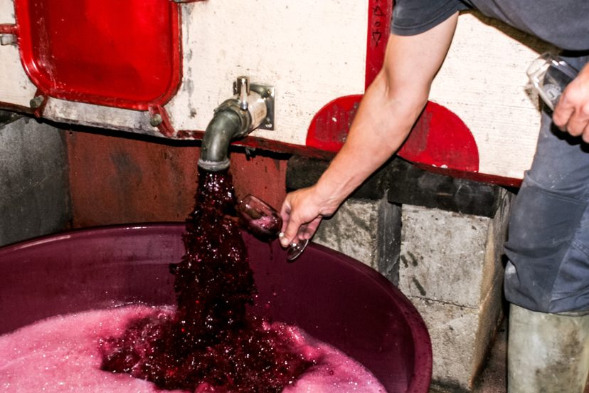 La vinification au domaine