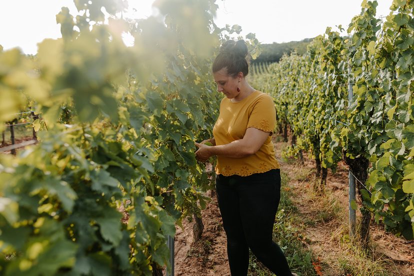 Dans les vignes