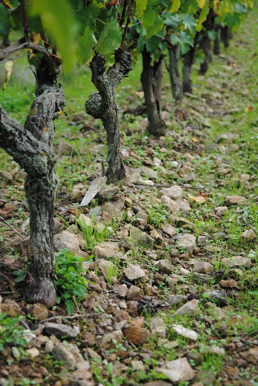 Vieux ceps dans le vignoble du domaine