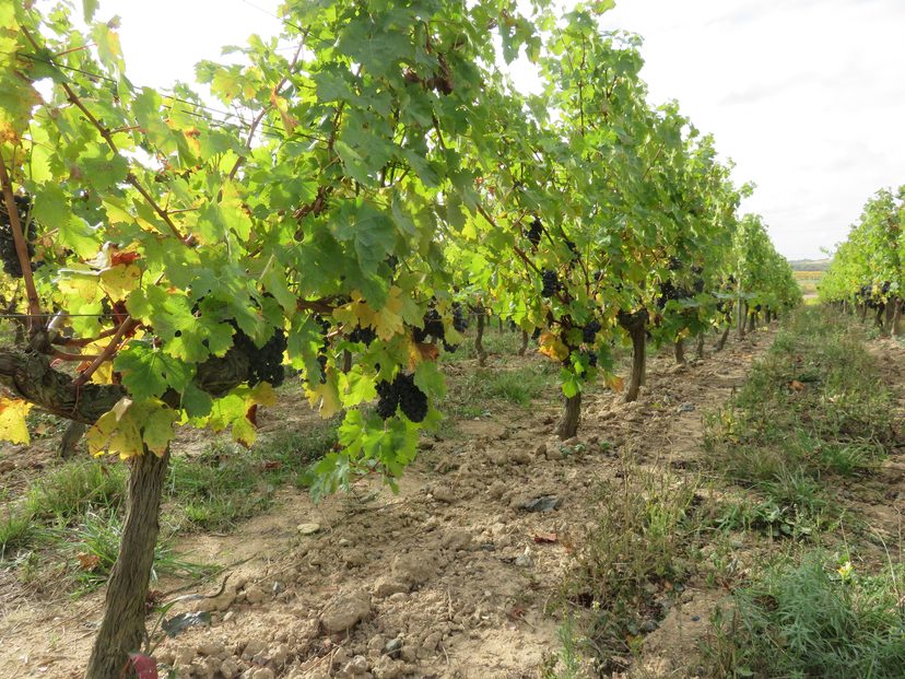 Rangs de vigne du domaine
