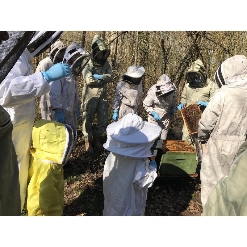 Visite des ruches en sous-bois avec un groupe