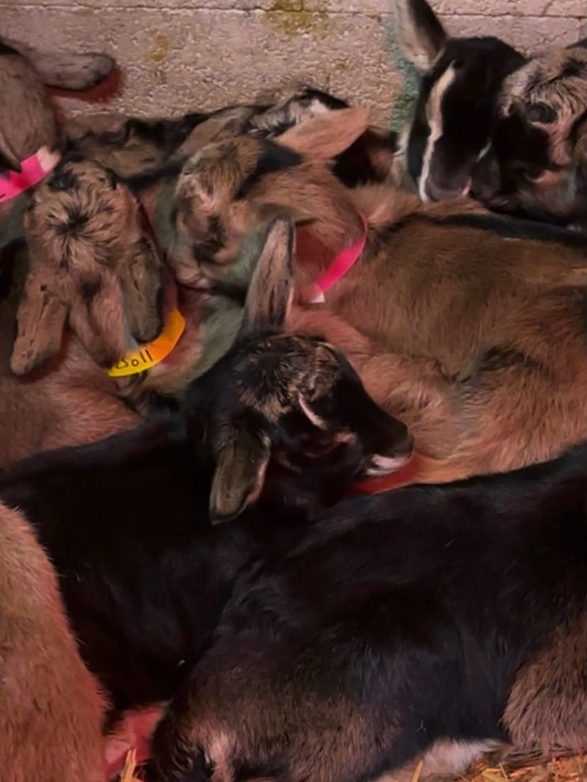 Les chevreaux de l'année, blottis dans la paille
