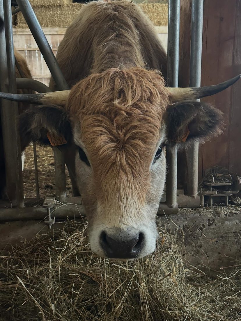 Une vache Aubrac de la ferme, à l'étable
