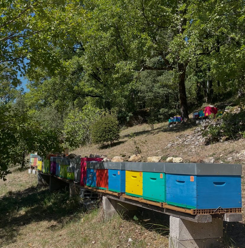 Les ruches du rucher de Dordogne
