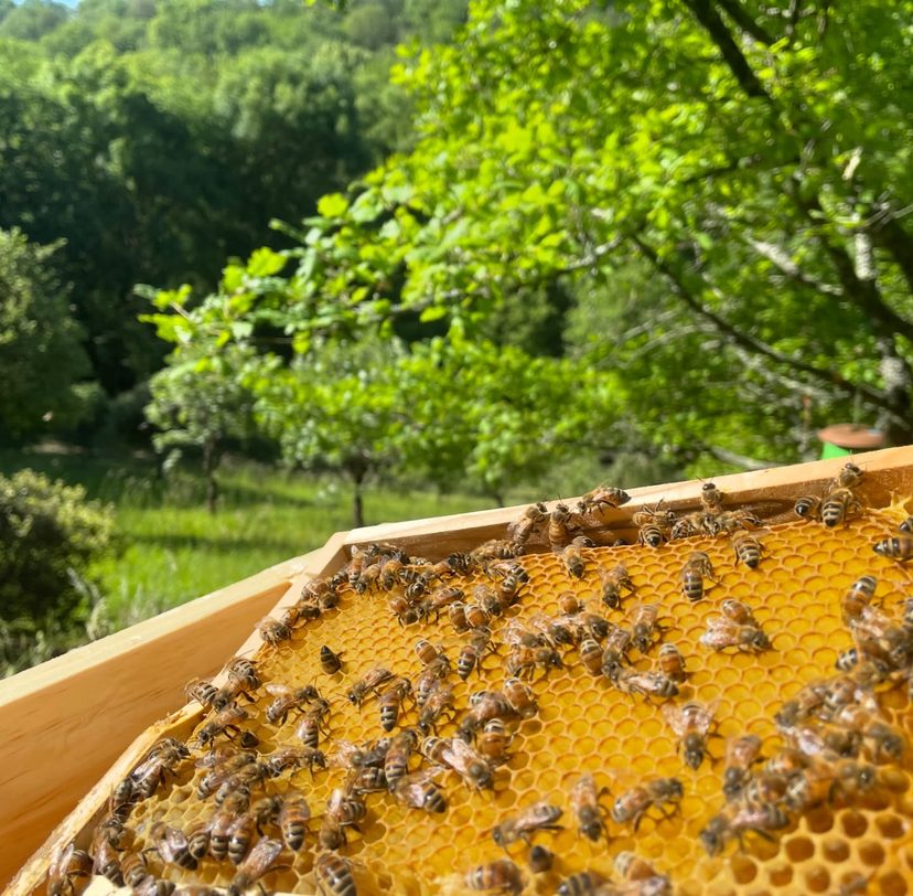 Les abeilles au travail