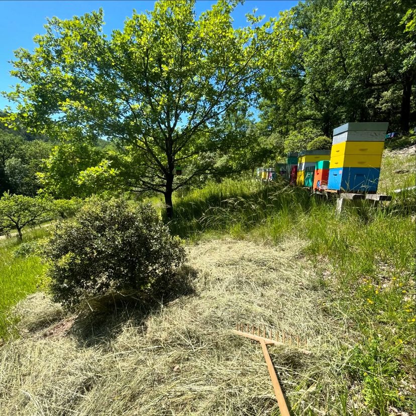 La truffière, entre deux passages aux ruches