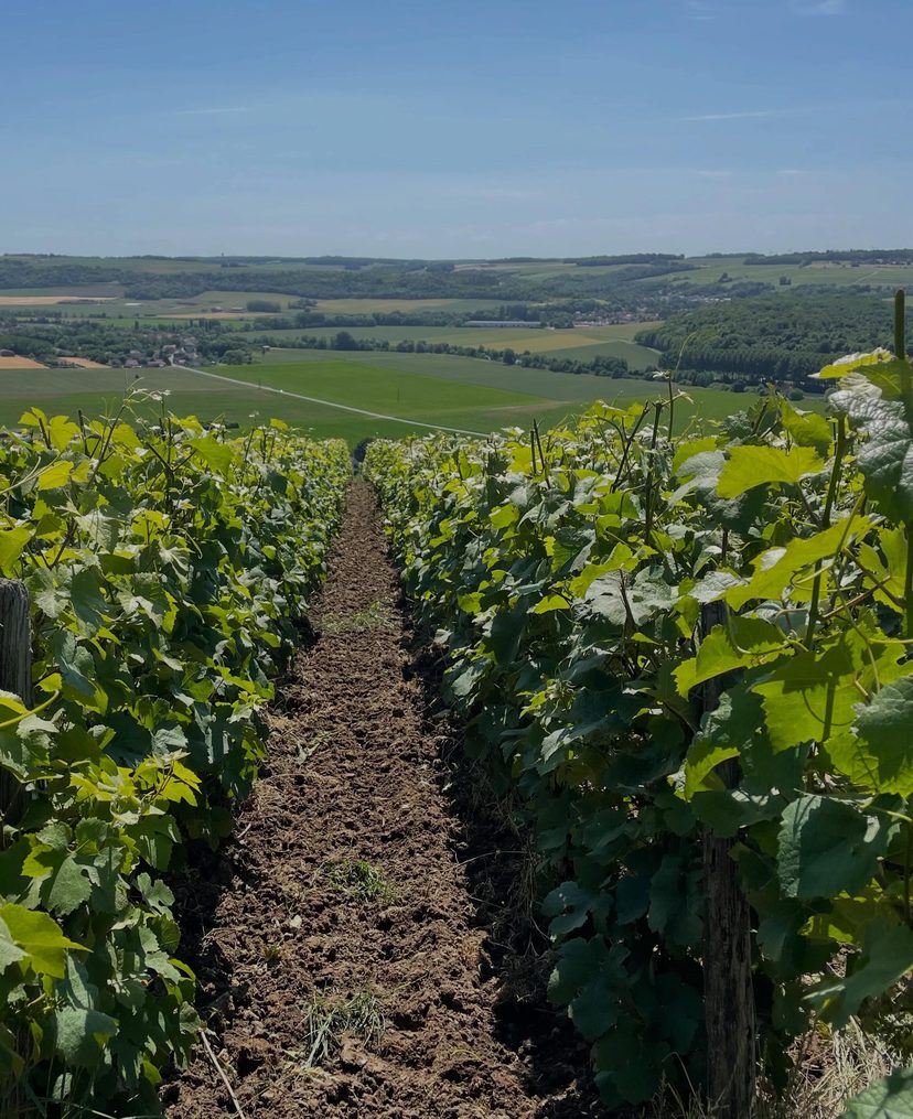 Fin du palissage dans les vignes de Mont-de-Bonneil