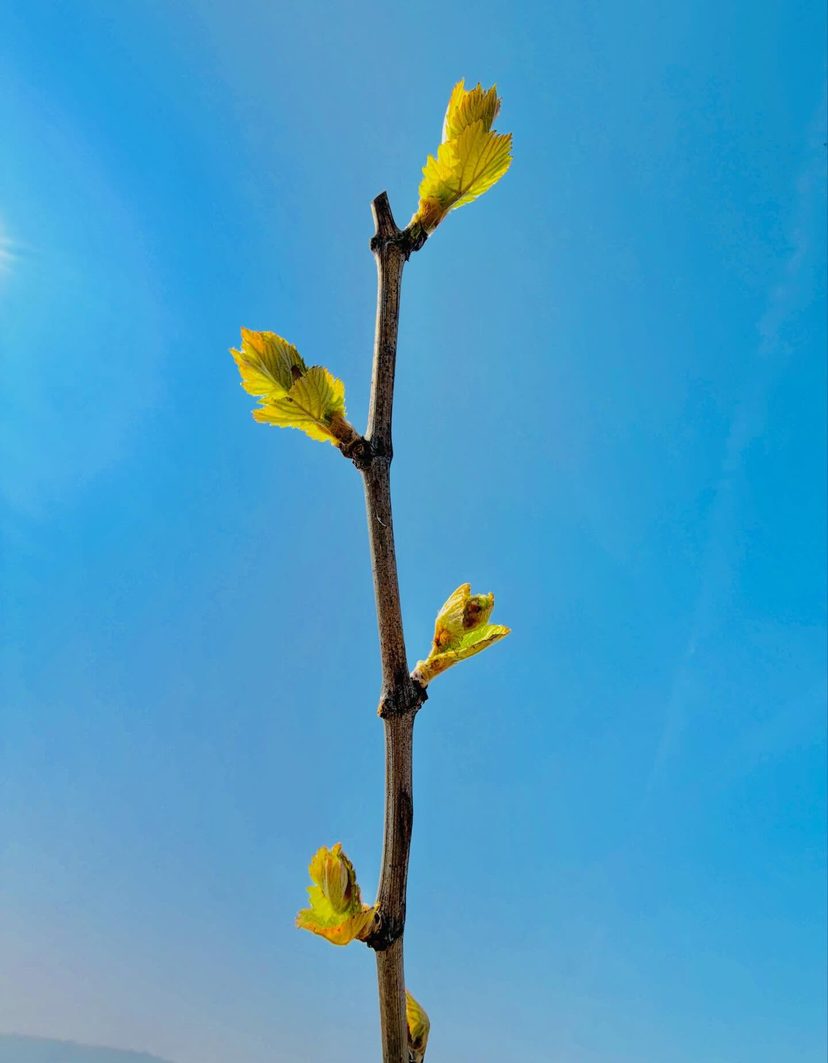 Les bourgeons de chardonnay au printemps
