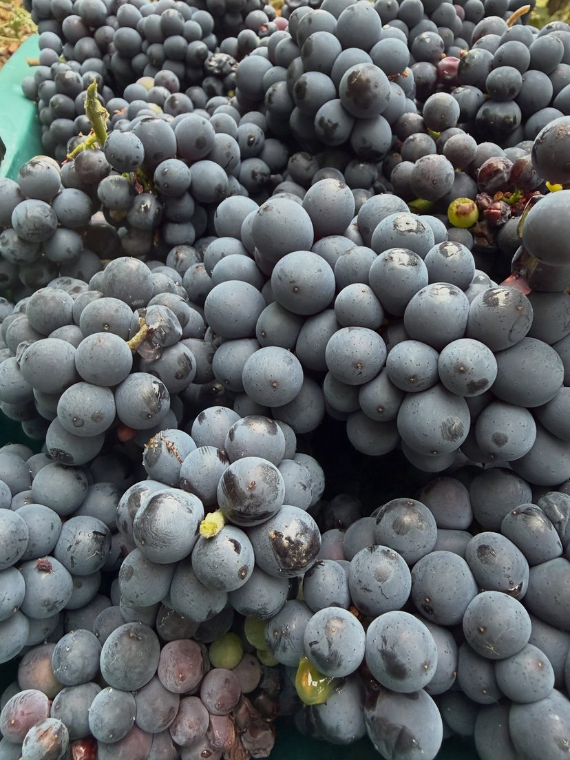 Des raisins concentrés avant les vendanges 2026