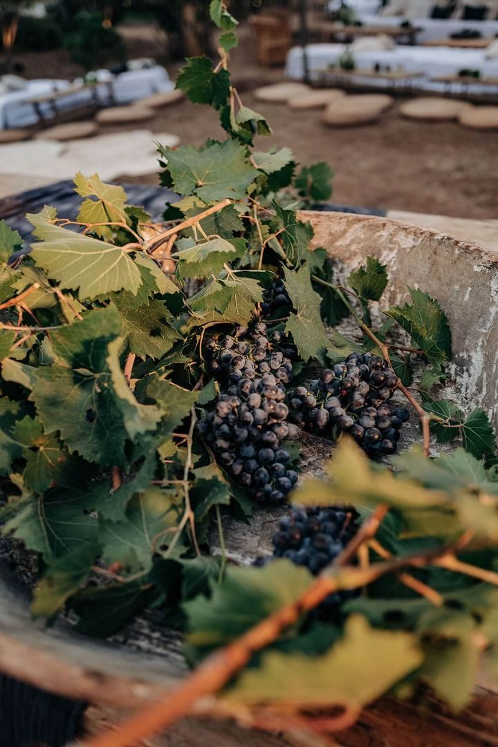 Grappes de raisin noir au domaine